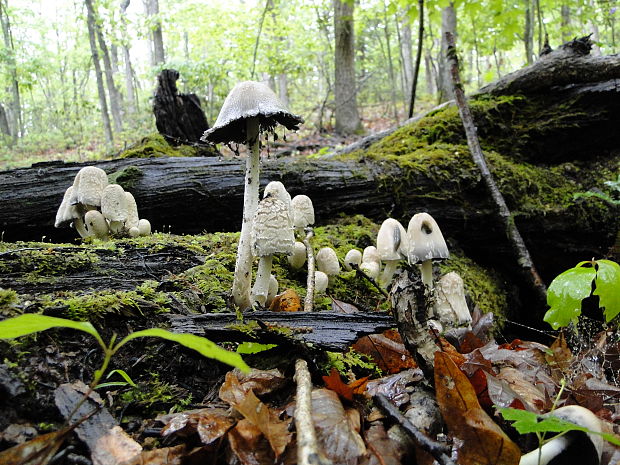 hnojník atramentový šupinatý Coprinus atramentarius var. soboliferus (Fr.) Rea