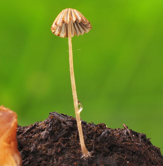 hnojník Coprinus sp.