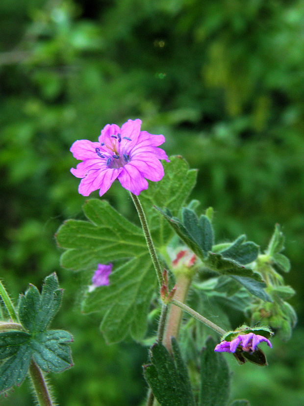 pakosť pyrenejsky Geranium pyrenaicum