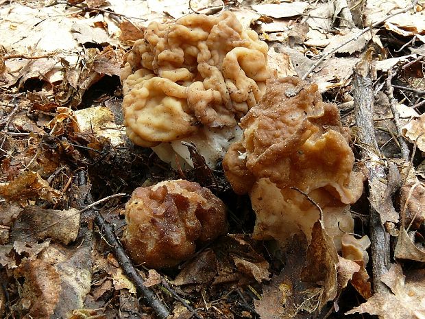 ucháč obrovský - Ušiak obrovský Gyromitra gigas  (Krombh.) Cooke