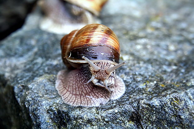 slimak záhradny Helix pomatia