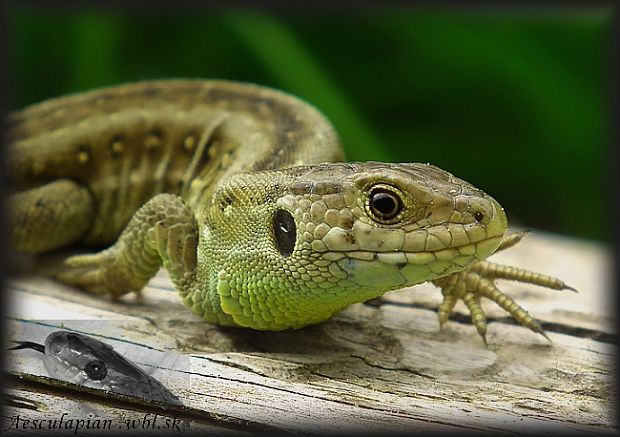 jašterica krátkohlavá Lacerta agilis