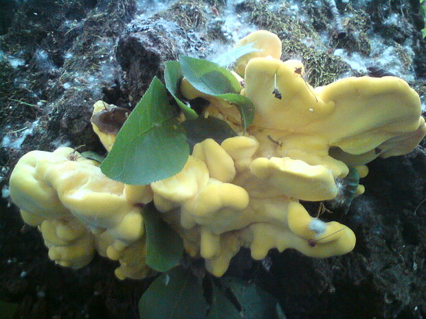 sírovec obyčajný Laetiporus sulphureus (Bull.) Murrill