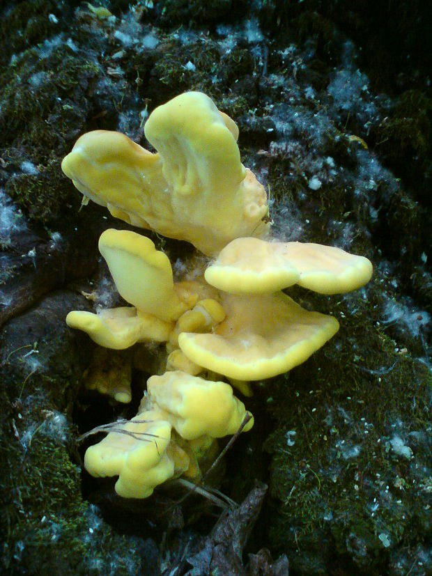 sírovec obyčajný Laetiporus sulphureus (Bull.) Murrill