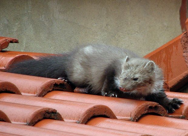 kuna skalná Martes foina