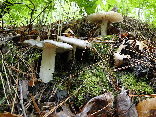 povraznica širokolupeňová Megacollybia platyphylla (Pers.) Kotl. & Pouzar