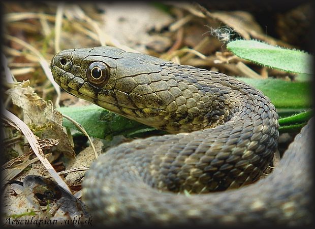 užovka frkaná Natrix tessellata