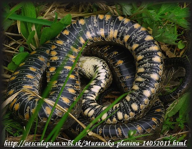 užovka frkaná Natrix tessellata