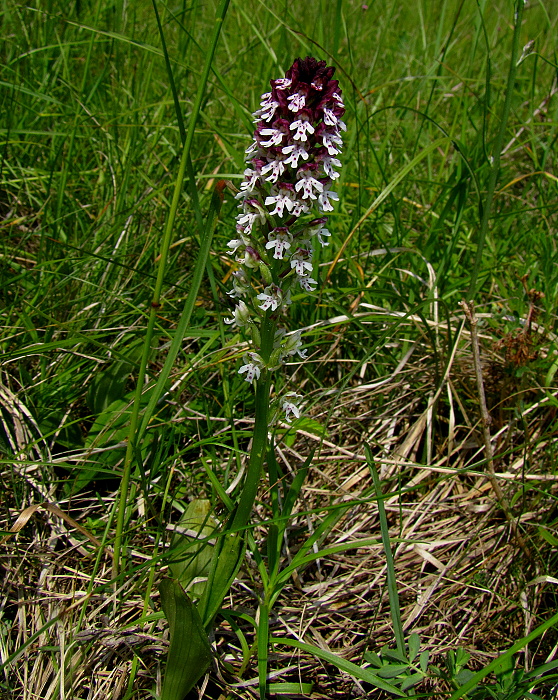 neotinea počerná pravá Neotinea ustulata subsp. ustulata (L.) R. M. Bateman, A. M. Pridgeon et M. W. Chase