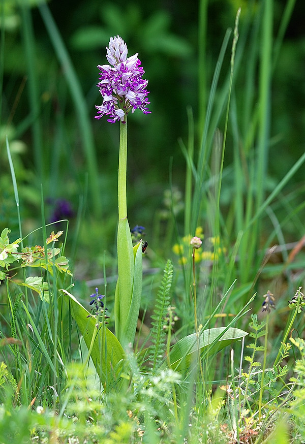 vstavač vojenský Orchis militaris L.