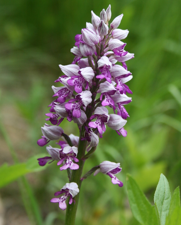 vstavač vojenský Orchis militaris L.