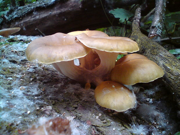 hliva lievikovitá Pleurotus cornucopiae (Paulet) Rolland