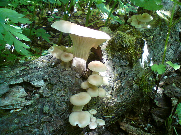 hliva lievikovitá Pleurotus cornucopiae (Paulet) Rolland