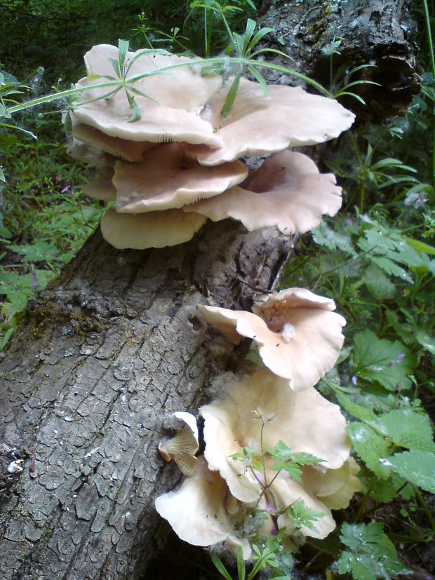 hliva lievikovitá Pleurotus cornucopiae (Paulet) Rolland