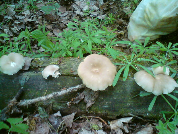 hliva lievikovitá Pleurotus cornucopiae (Paulet) Rolland