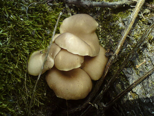 hliva lievikovitá Pleurotus cornucopiae (Paulet) Rolland