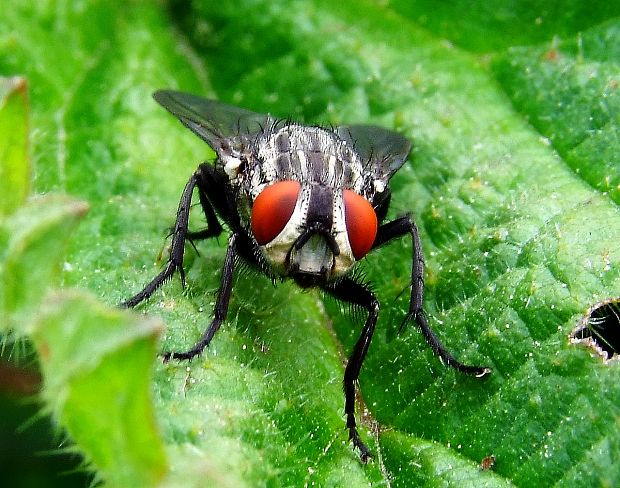 mäsiarka obyčajná Sarcophaga carnaria