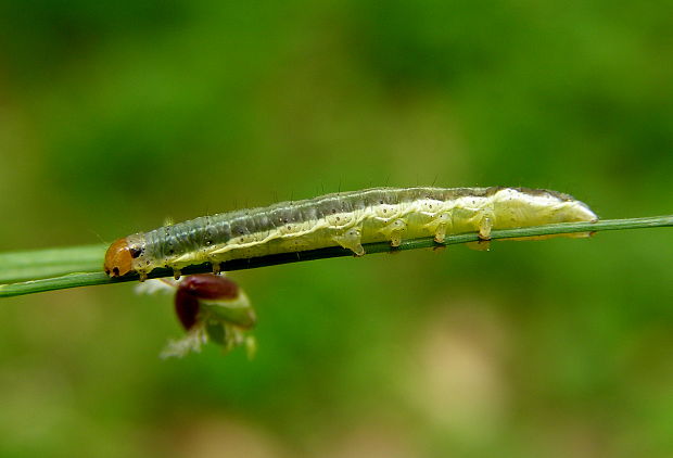 pilatka Tenhredinidae