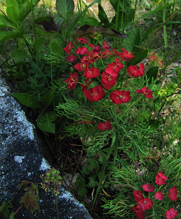 mliečnik chvojkový Tithymalus cyparissias (L.) Scop.