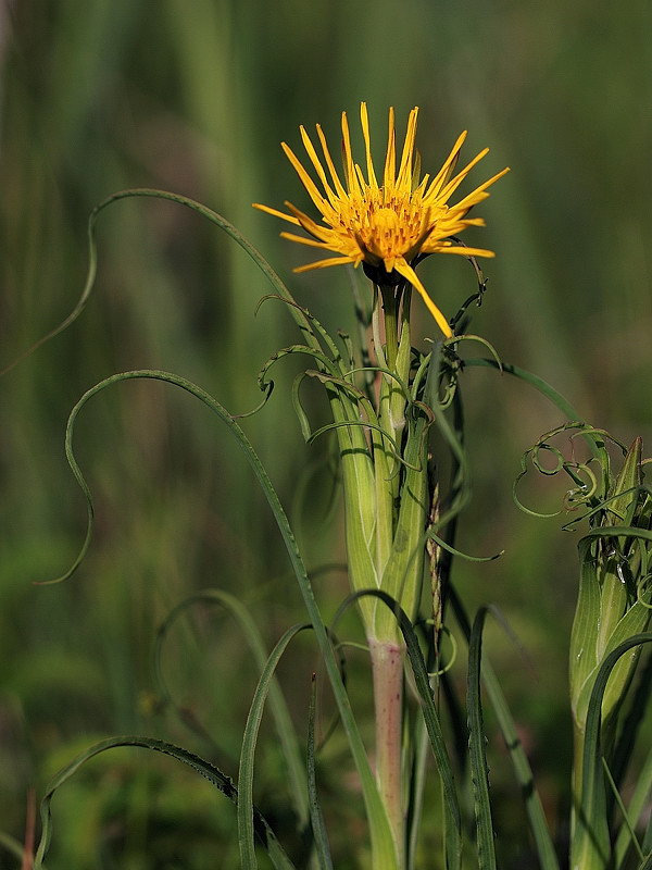 kozobrada lúčna Tragopogon pratensis L.