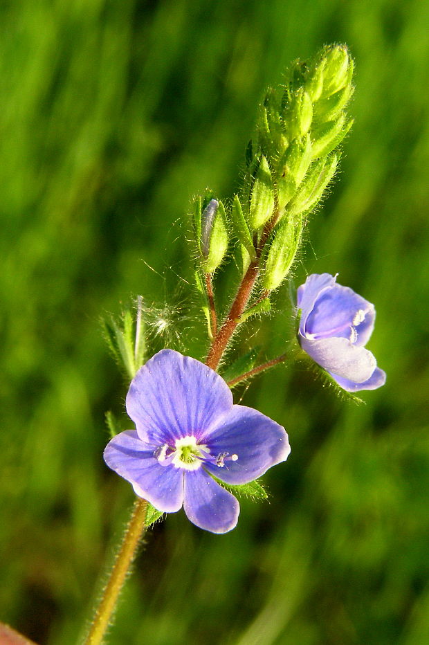 veronika Veronica sp.