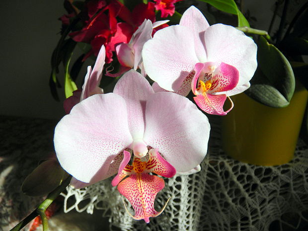 Orchidea Phalenopsis