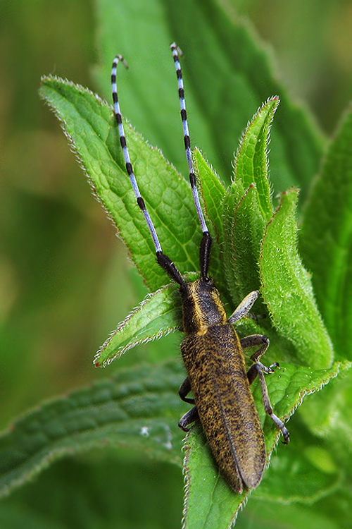 vrzúnik úzkoštíty  Agapanthia villosoviridescens