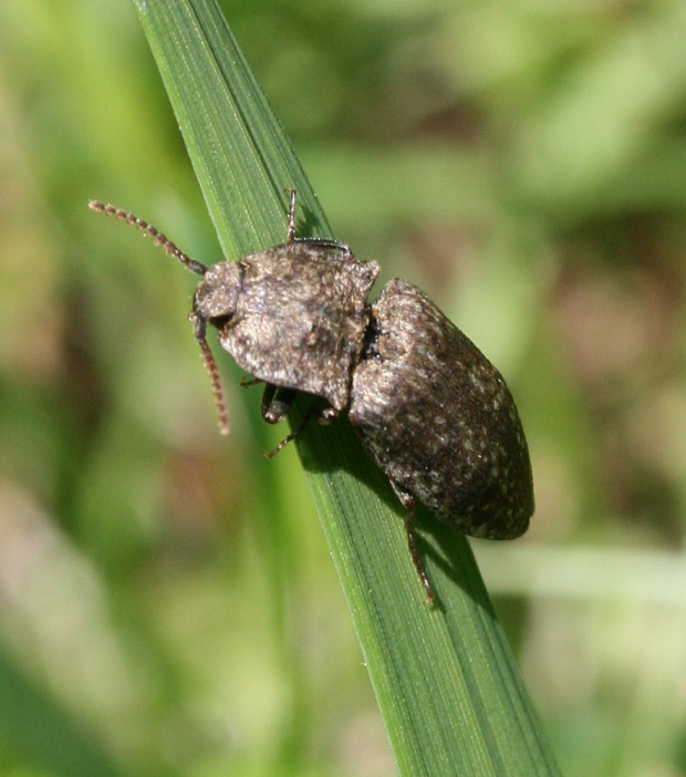 kovařík šedý Agrypynus murinus