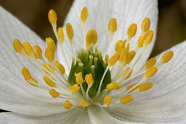 veternica hájna Anemone nemorosa L.