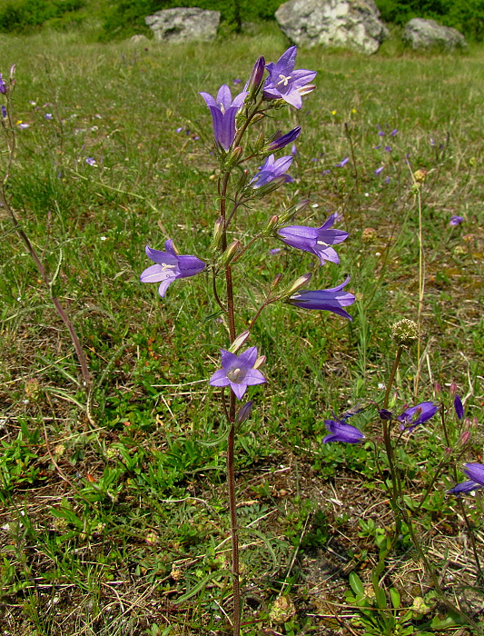 zvonček sibírsky Campanula sibirica L.