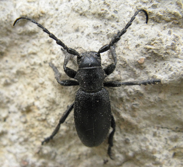 fuzáč čierny Carinatodorcadion aethiops