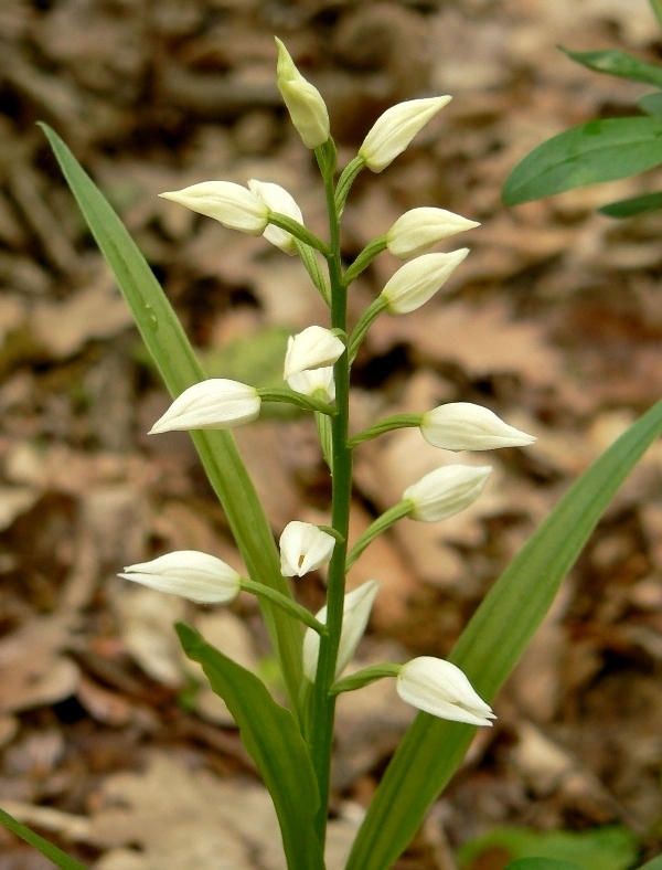 prilbovka dlholistá Cephalanthera longifolia (L.) Fritsch