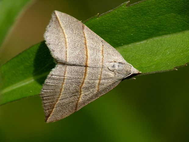 pamora vŕbová Colobochyla salicalis