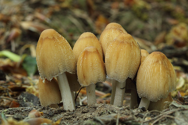 hnojník ligotavý Coprinellus micaceus (Bull.) Vilgalys, Hopple & Jacq. Johnson