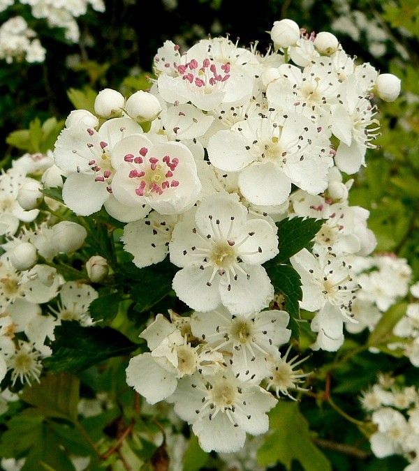 hloh obyčajný Crataegus laevigata (Poir.) DC.