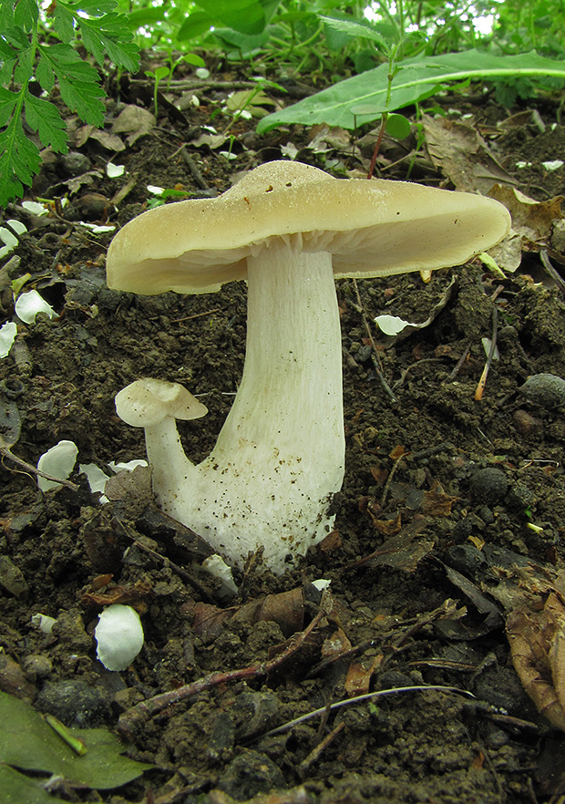 hodvábnica jarná Entoloma clypeatum (L.) P. Kumm.