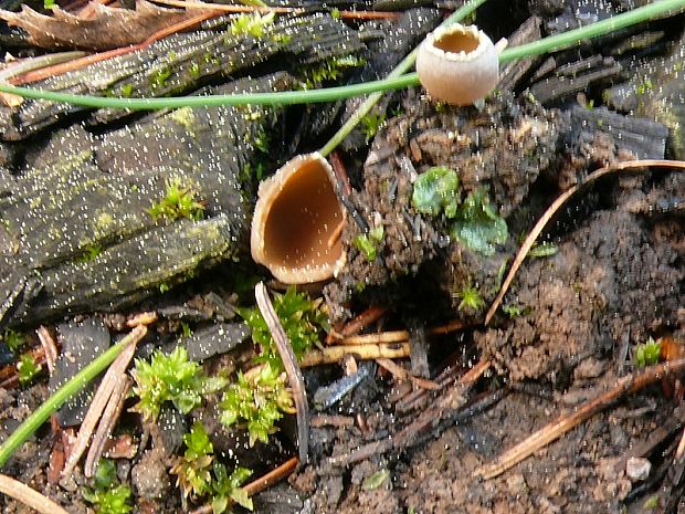 zvoneček uhelný - Pohárik spáleniskový Geopyxis carbonaria  (Alb. & Schwein.) Sacc.