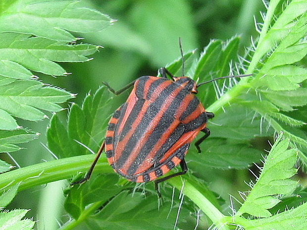 bzdocha pasikova Graphosoma italicum