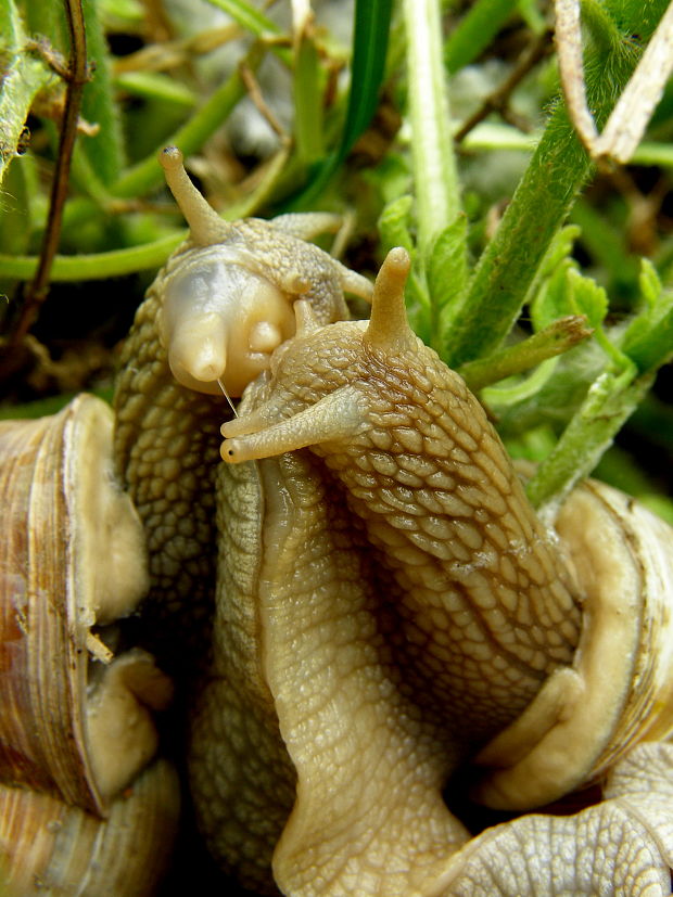 slimák záhradný Helix pomatia