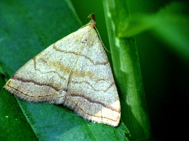 pamora černicová Herminia tarsicrinalis