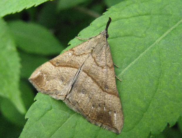 pamora žihľavová Hypena proboscidalis