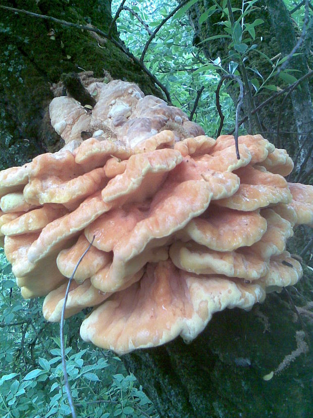 sírovec obyčajný Laetiporus sulphureus (Bull.) Murrill