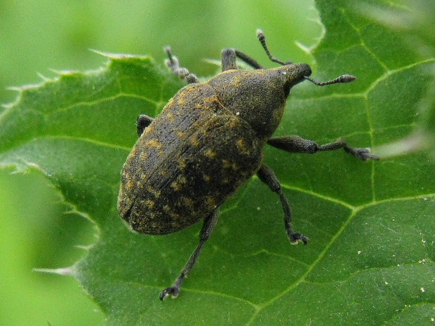 nosačik Larinus turbinatus