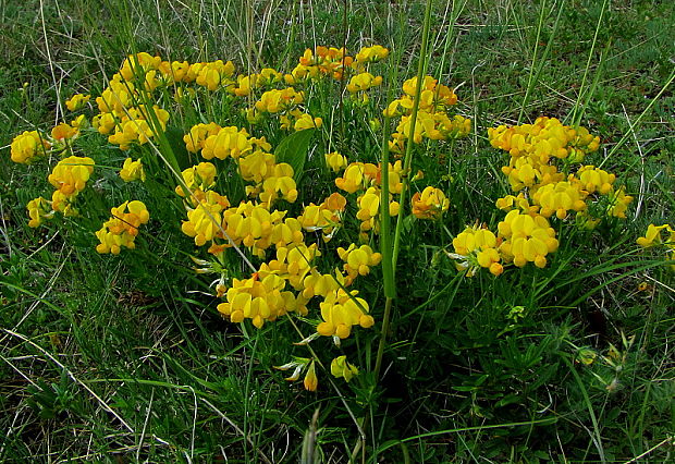 ľadenec rožkatý Lotus corniculatus L.