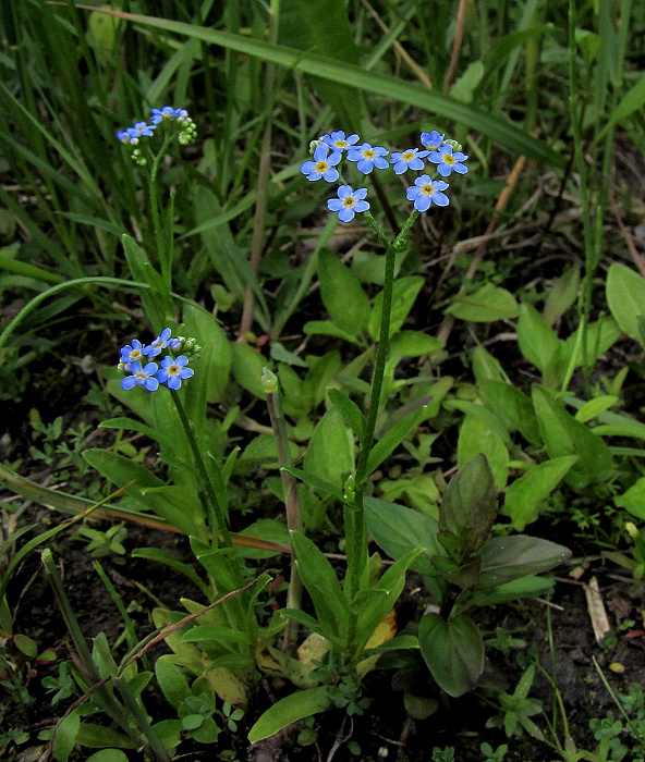 nezábudka močiarna Myosotis scorpioides L.