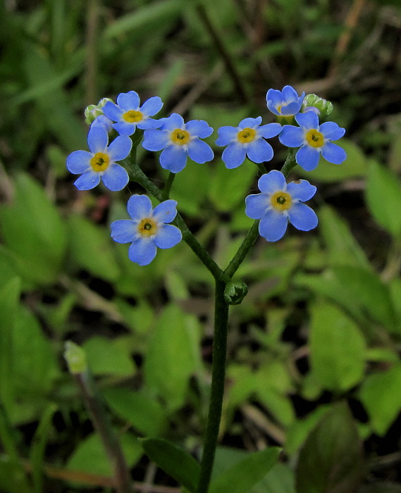 nezábudka močiarna Myosotis scorpioides L.