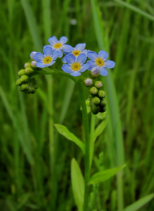 nezábudka močiarna Myosotis scorpioides L.