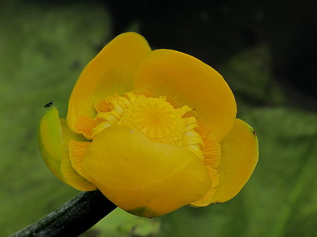 leknica žltá Nuphar lutea (L.) Sm.