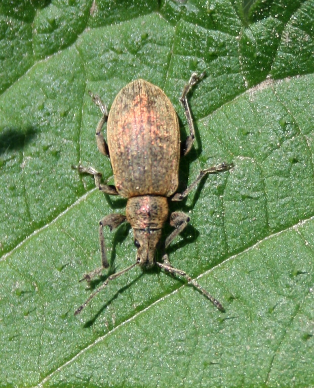 listopas keřový Polydrusus mollis