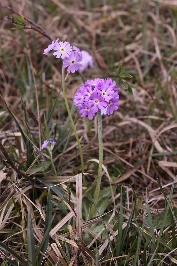 prvosienka pomúčená Primula farinosa L.